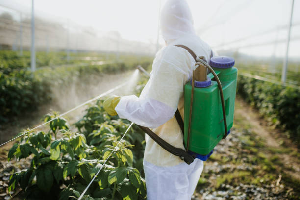 Best Flea Control Services  in Bridgetown, MS